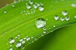 récupérer l’eau de pluie