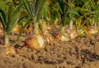 jardin-potager