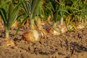 jardin-potager