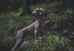 Chasse
