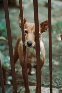 enclos pour chien est en métal