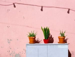 aloe vera plante