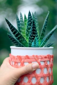 planter aloe vera