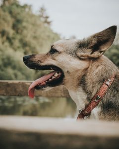 bruit du chien