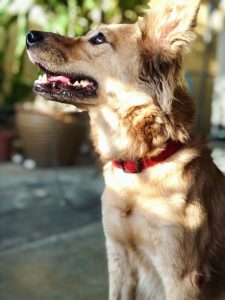 collier électrique pour chien