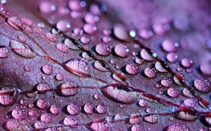 eau pluie, récupération