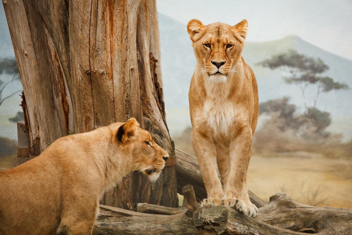 safari serengeti