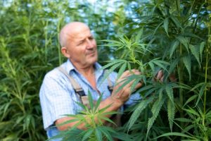 agronome-verifiant-qualite-feuilles-cannabis-chanvre-terrain