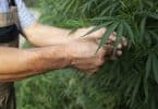 Comment choisir un grossiste de cbd en Italie ?