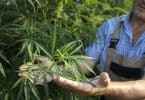 Comment trouver un grossiste de CBD en Espagne ?