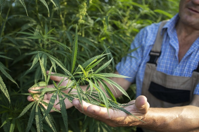 Comment trouver un grossiste de CBD en Espagne ?