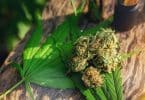 Où trouver de l'amnesia CBD pas cher ?