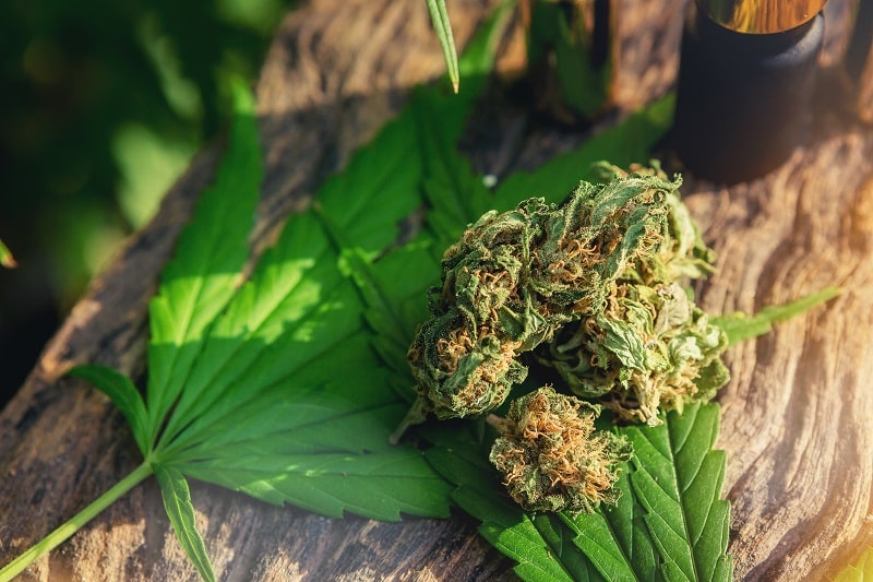 Où trouver de l'amnesia CBD pas cher ?