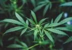 Pourquoi opter pour l'huile de cbd ?