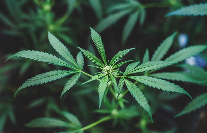 Pourquoi opter pour l'huile de cbd ?