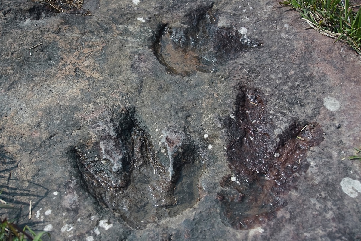 Le parc au dinosaures Loir-et-Cher