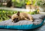 Mutuelle pour chien : comment bien protéger votre animal ?