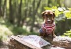 Où partir en vacances avec son animal de compagnie ?