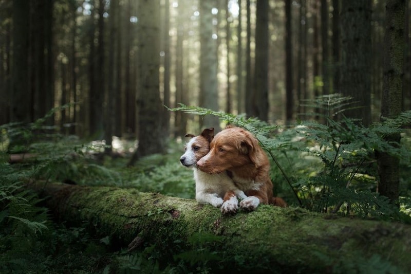 La forêt de Brocéliande