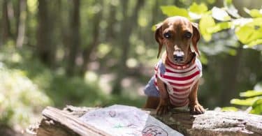 Où partir en vacances avec son animal de compagnie ?