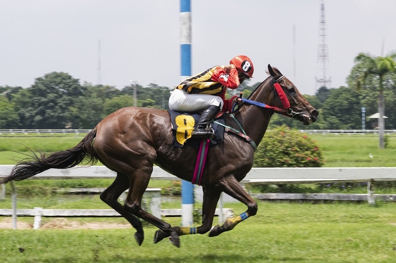 Quels sont les meilleurs chevaux de course de plat ?