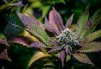 Tout savoir sur le HHC : définition, effets et types de produits