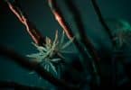 Découvrez tout ce qu’il vous faut savoir sur la fleur de CBD !