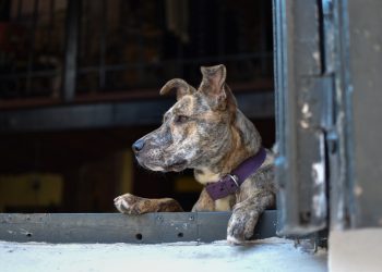 Les chiens les plus dangereux : Top 10 des races à surveiller