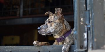 Les chiens les plus dangereux : Top 10 des races à surveiller