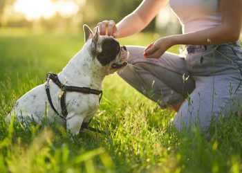 Education canine : les conseils d’Esprit dog sur le sujet