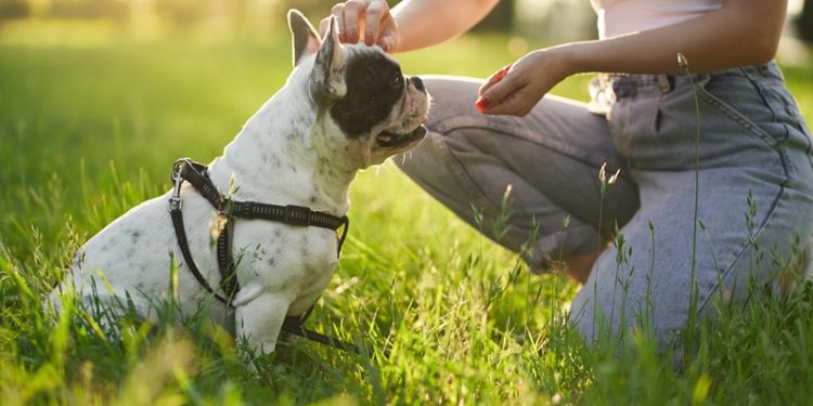 Education canine : les conseils d’Esprit dog sur le sujet