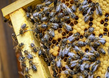 La Reine Buckfast, la Reine des Abeilles en France !