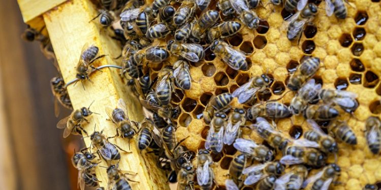 La Reine Buckfast, la Reine des Abeilles en France !